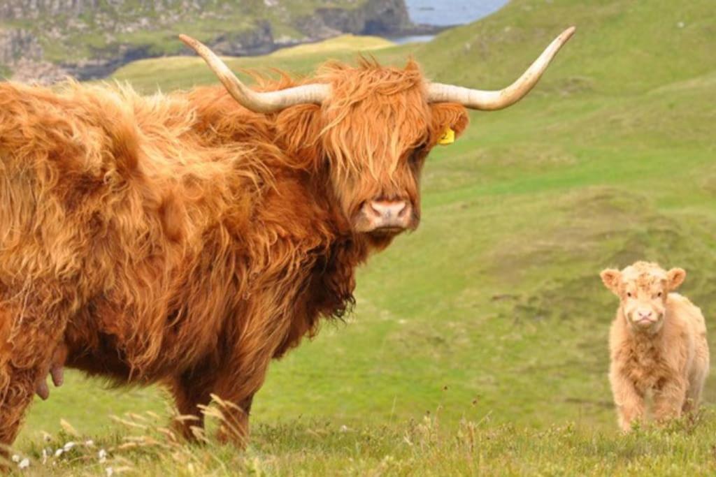 Glas Bheinn Holiday home Luib